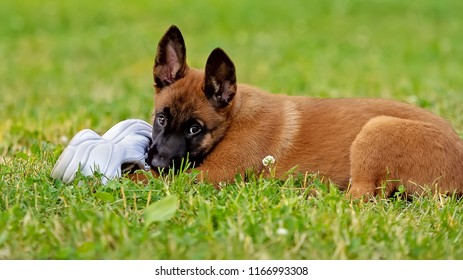 Puppy Playing With A Shoe