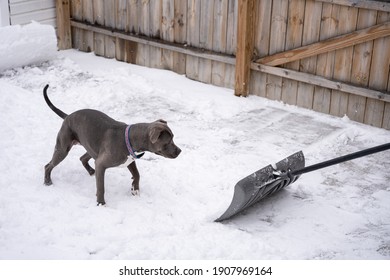puppy is playing with the snow shovel as it clears your driveway after a recent snow storm