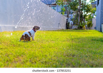 Puppy playing with spray water on the grass