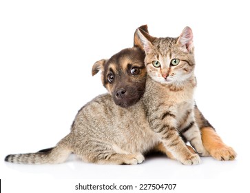 Puppy Playing With Tabby Cat. Isolated On White Background