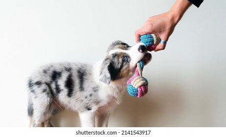 Puppy playing with toy for moder. First teeth. Toothache. Canine training. Owner playing with his dog. Toy to bite. Border collie blue merle. Isolated backgorund.
				
				