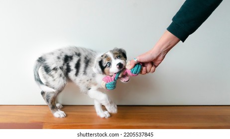 Puppy Playing With Toy For Moder. First Teeth. Toothache. Canine Training. Owner Playing With His Dog. Toy To Bite. Border Collie Blue Merle. Isolated Backgorund. 