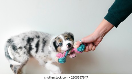 Puppy playing with toy for moder. First teeth. Toothache. Canine training. Owner playing with his dog. Toy to bite. Border collie blue merle. Isolated backgorund.  - Shutterstock ID 2205537847