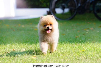 Pomeranian for sale malaysia