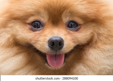 puppy pomeranian dog cute pets in home, close-up image