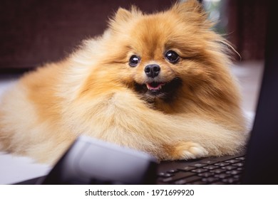 Puppy Poodle Dog Laying With Notebook, Mouse And Flower Isolated On White Background. Little Hairy Poodle Dog With Computer Laptop As Work From Home, Animal Office Working Concept. Top View