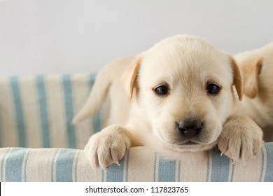 Puppy - portrait of cute labrador puppy