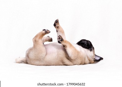 Puppy Pug Rests On His Back On A White Background