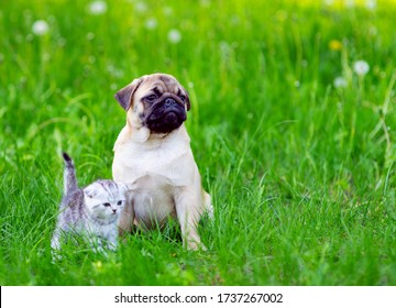 Puppy pug  and striped kitten Scot sitting next to the green grass in the summer in the park