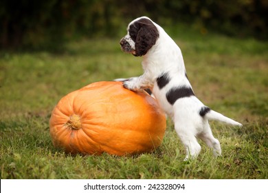 Puppy with pumpkin
