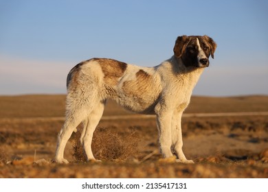 A puppy Rafeiro Do Alentejo dog. - Shutterstock ID 2135417131