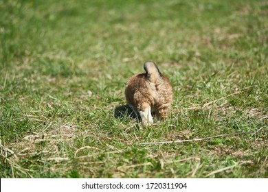 Puppy resting in the grass. Close up photo. Puppy walking away. View from behind.