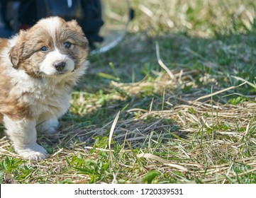 Puppy resting in the grass. Close up photo.