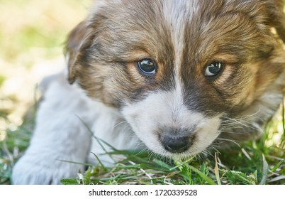 Puppy resting in the green grass. Close up photo.