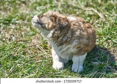 Puppy resting in the green grass. Close up photo.