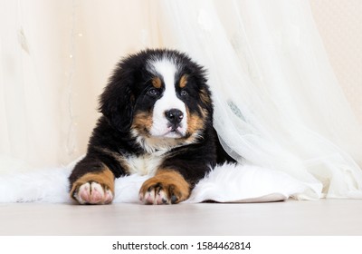 cute fluffy puppy pictures