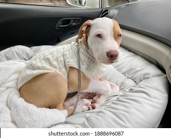 A Puppy Riding Shotgun, Going Out For A Drive