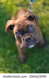 Puppy Ring Bearer At Wedding