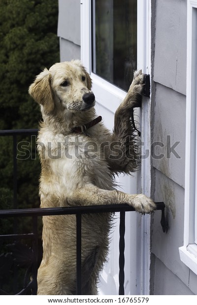 puppy ringing bell