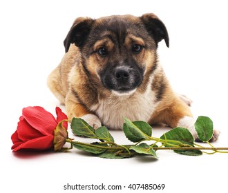 Puppy Rose Isolated On White Background Stock Photo 407485069 ...