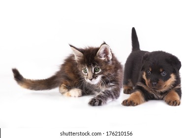 Dog And Cat Tail Stock Photos Images Photography