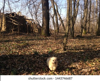 A puppy running away from the hounted house i  the dark forest covered by shadows and sunlight.
