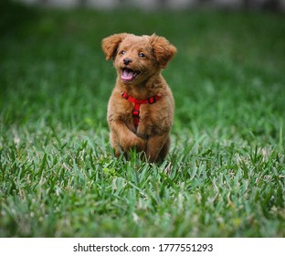 Puppy Running Through A Field