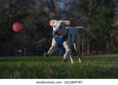 Puppy Running Through Field Chasing Ball