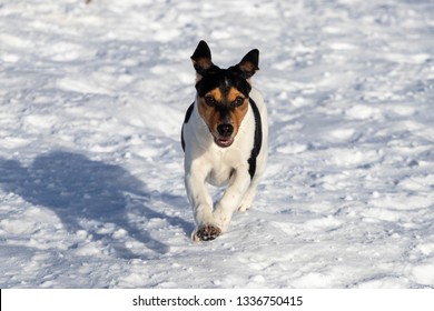 Puppy Running Towards Camera On Snow