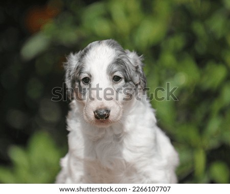 Puppy of Russian Borzoi - Russian Hunting Sighthound in brindle color.