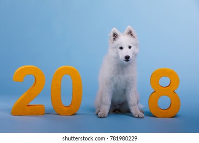 funny dogs 2018