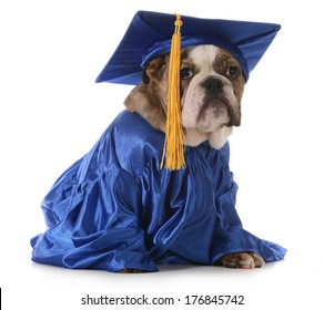 puppy school - english bulldog wearing graduation hat and gown isolated on white background