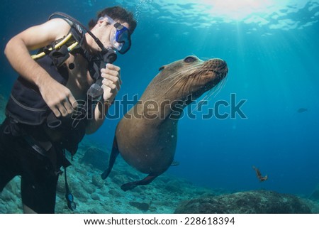 Puppy sea lion seal coming to you to have fun and play