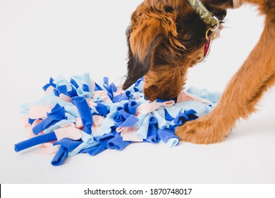 Puppy Searching For Treats In A Homemade Snuffle Mat