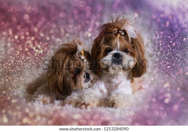 Cute Cute Puppies Shih Tzu