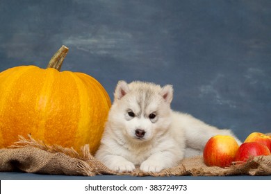 600 Husky Pumpkin Images, Stock Photos & Vectors | Shutterstock