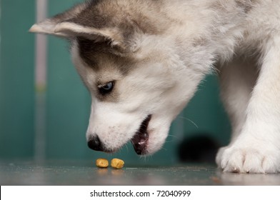 Puppy Of Siberian Husky Eating Pet Food