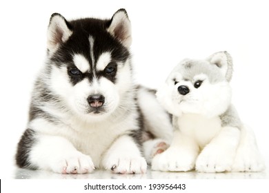 plush siberian husky