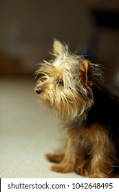 Puppy Silky Terrier Dog Portrait. Seating Puppy Dog.