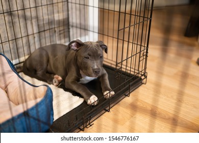 Puppy Sitting In Her Crate Is Waiting For You