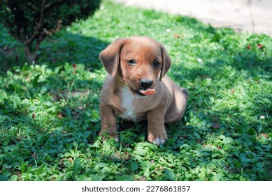 The puppy is sitting on the green grass in the yard. Dachshund puppy dog. Walk your dog month - Powered by Shutterstock