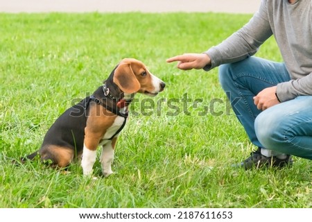 puppy sitting on the green grass listens to the commands of the owner