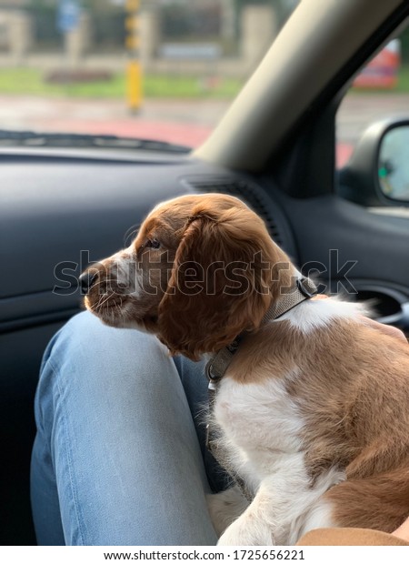Puppy sitting on lap in a
car