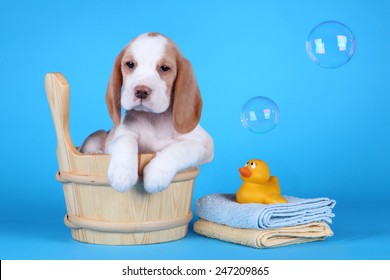  Puppy Sitting In A Tub With Bubbles And A Rubber Ducky Ready For His Bath