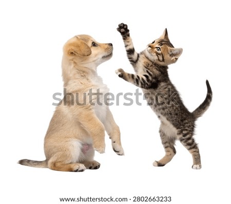 Puppy Sitting While Tabby Kitten Jumps Isolated on White Background