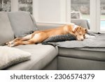 Puppy sleeping in funny position on sofa known as frog legging, sploot or splooter. Sideview of relaxed puppy dog sleeping stretched out long. 6 months old, female Boxer mix breed. Selective focus.