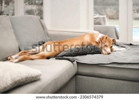 Puppy sleeping in funny position on sofa known as frog legging, sploot or splooter. Sideview of relaxed puppy dog sleeping stretched out long. 6 months old, female Boxer mix breed. Selective focus.