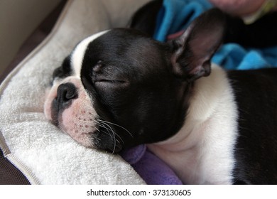 11,219 Boston terrier Stock Photos, Images & Photography | Shutterstock