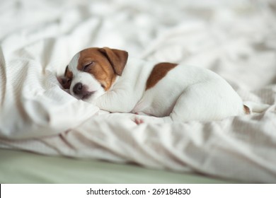 puppy sleeping on the bed. Jack Russell Terrier