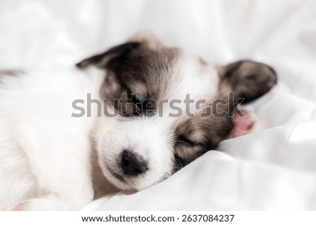 puppy sleeping on blanket with muzzle on bear soft toy.adorable animal lying on floor, on carpet with paw under head. tired baby, domestic pet, inside home.close up of dog paws